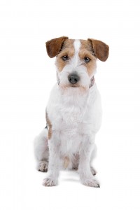 Rough coated Jack Russell Terrier