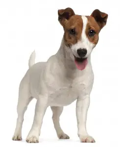 Smooth coated Jack Russell Terrier