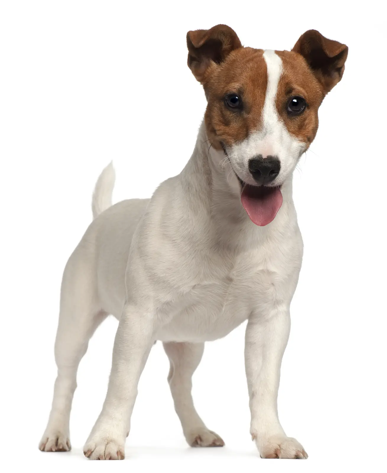 Jack Russell Terrier Breed Info Happy Jack Russell
