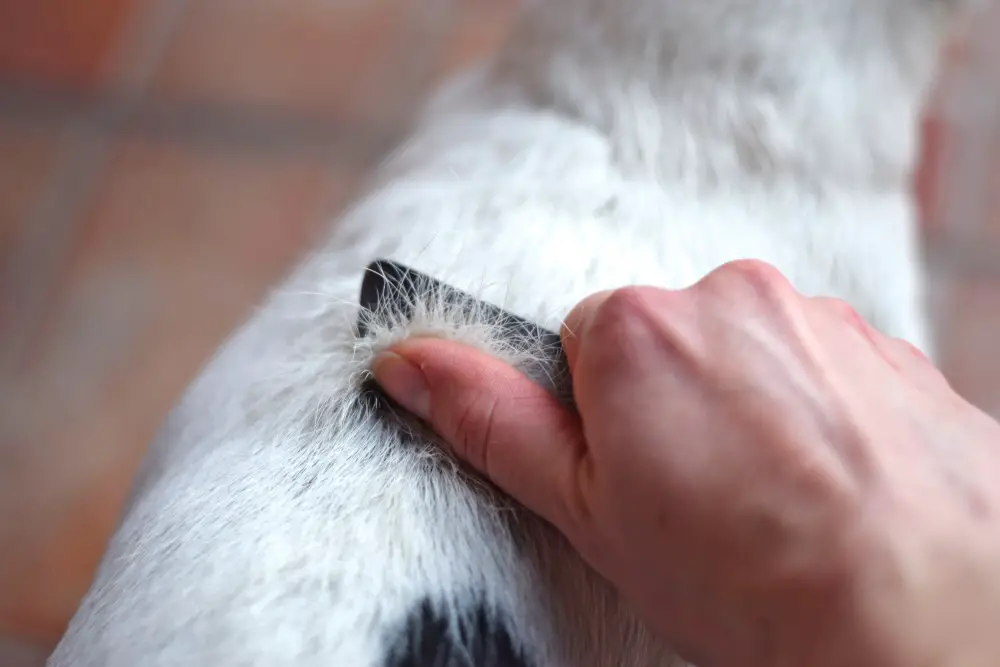 long haired jack russell shedding