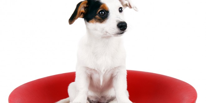 potty training jack russell