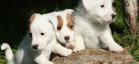 Socializing Jack Russell Terrier