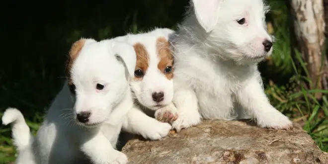 Socializing Jack Russell Terrier