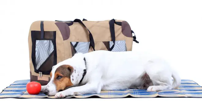 Jack Russel Terrier First Aid Kit