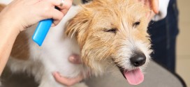 Jack Russell Terrier groom