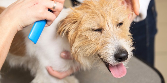 Jack Russell Terrier groom