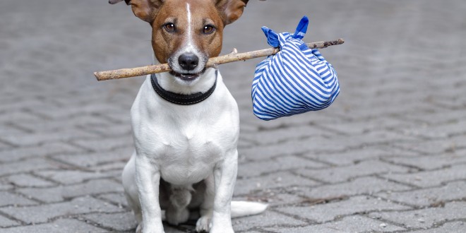 Traveling Jack Russell Terrier