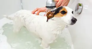 Dog-Taking-A-Bath