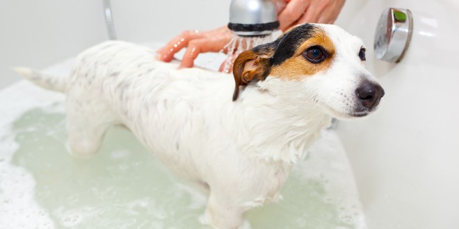 Dog-Taking-A-Bath