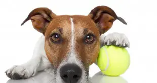 Indoor Exercises for Your Jack Russell Terrier