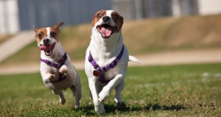 Active Jack Russell