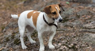 Jack Russell Terrier Too Old to Train