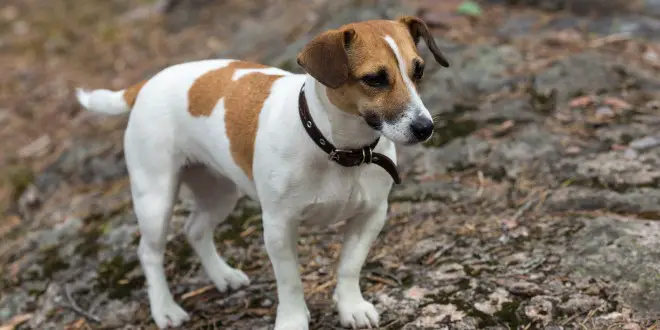 Jack Russell Terrier Too Old to Train