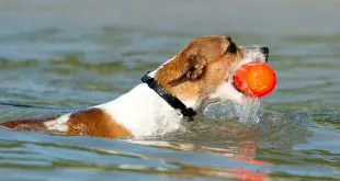 Swimming Jack Russell Terriers