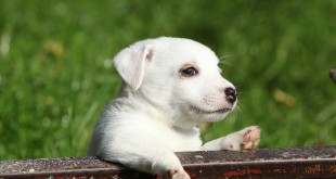 jack russell puppy