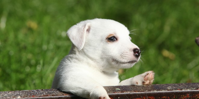 jack russell puppy