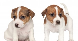 Jack Russell Terrier Puppies