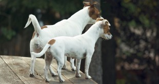 jack russells separation anxiety