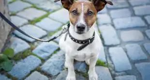 Rescue a Jack Russell