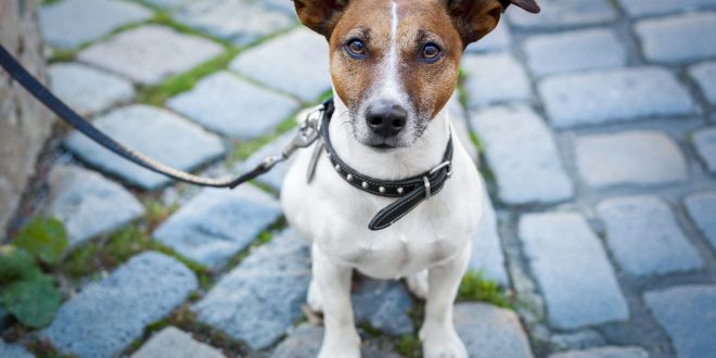 Rescue a Jack Russell