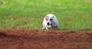 Dog digging yard