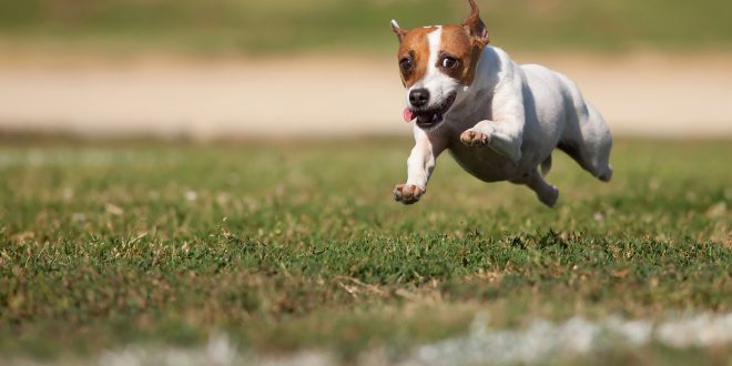 running with your dog