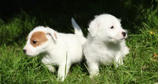 Chew toys for Jack Russell Puppies