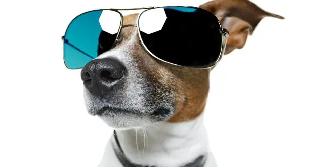 10 Fun Facts About Jack Russell Terriers - Happy Jack Russell