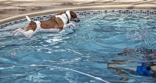 Dog pool rules