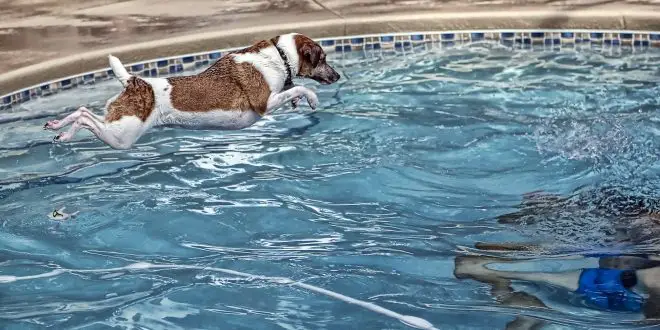 Dog pool rules