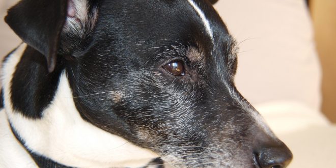 Cute One Year Old Jack Russel Terrier Puppy Folded Ears Stock