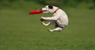 Dog frisbee