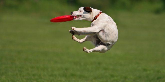 Dog frisbee