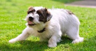 Dog Burying or Guarding Food