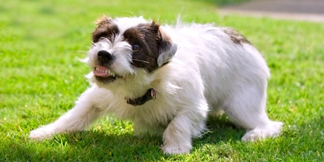 Dog Burying or Guarding Food