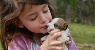Jack Russell Terriers and children