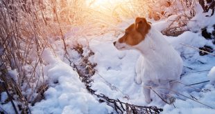 snow fun with your dog