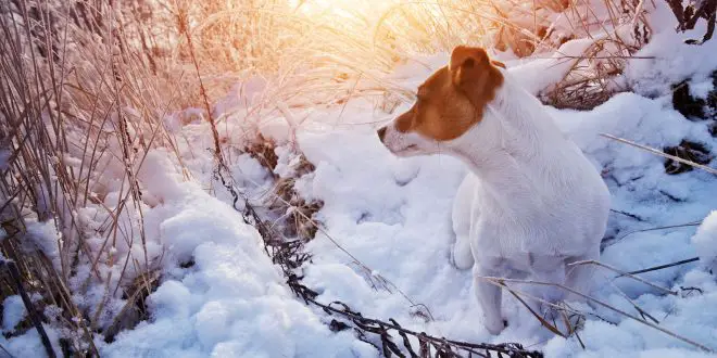 snow fun with your dog