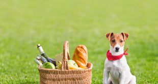Supplementing Dog Nutrition
