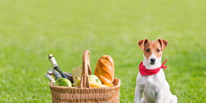 Supplementing Dog Nutrition