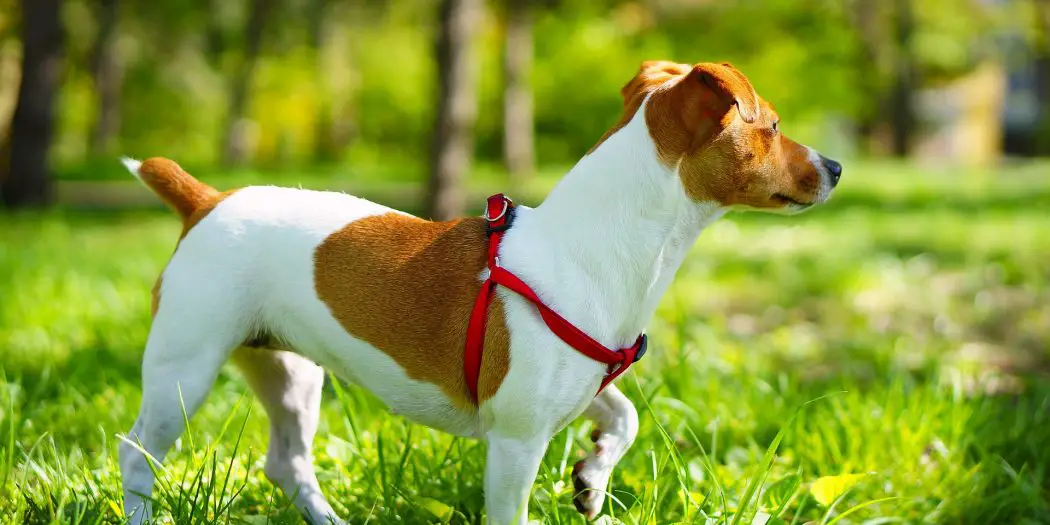 Jack Russell Terrier The Hunting Dog Happy Jack Russell