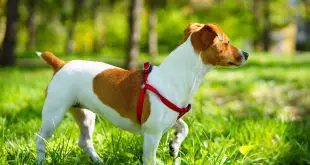 Jack Russell Terrier - the hunting dog