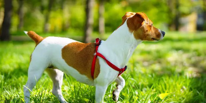Jack Russell Terrier - the hunting dog