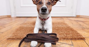 Best Leash for your Jack Russell