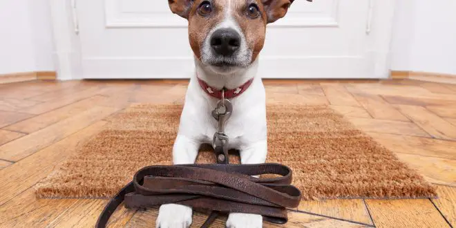 Best Leash for your Jack Russell