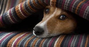 Jack Russell in an Apartment