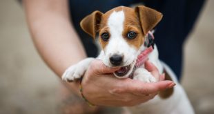 Jack Russell puppy