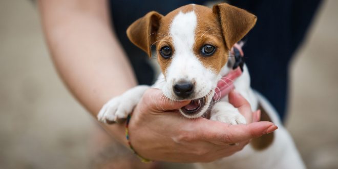 happy jack russell