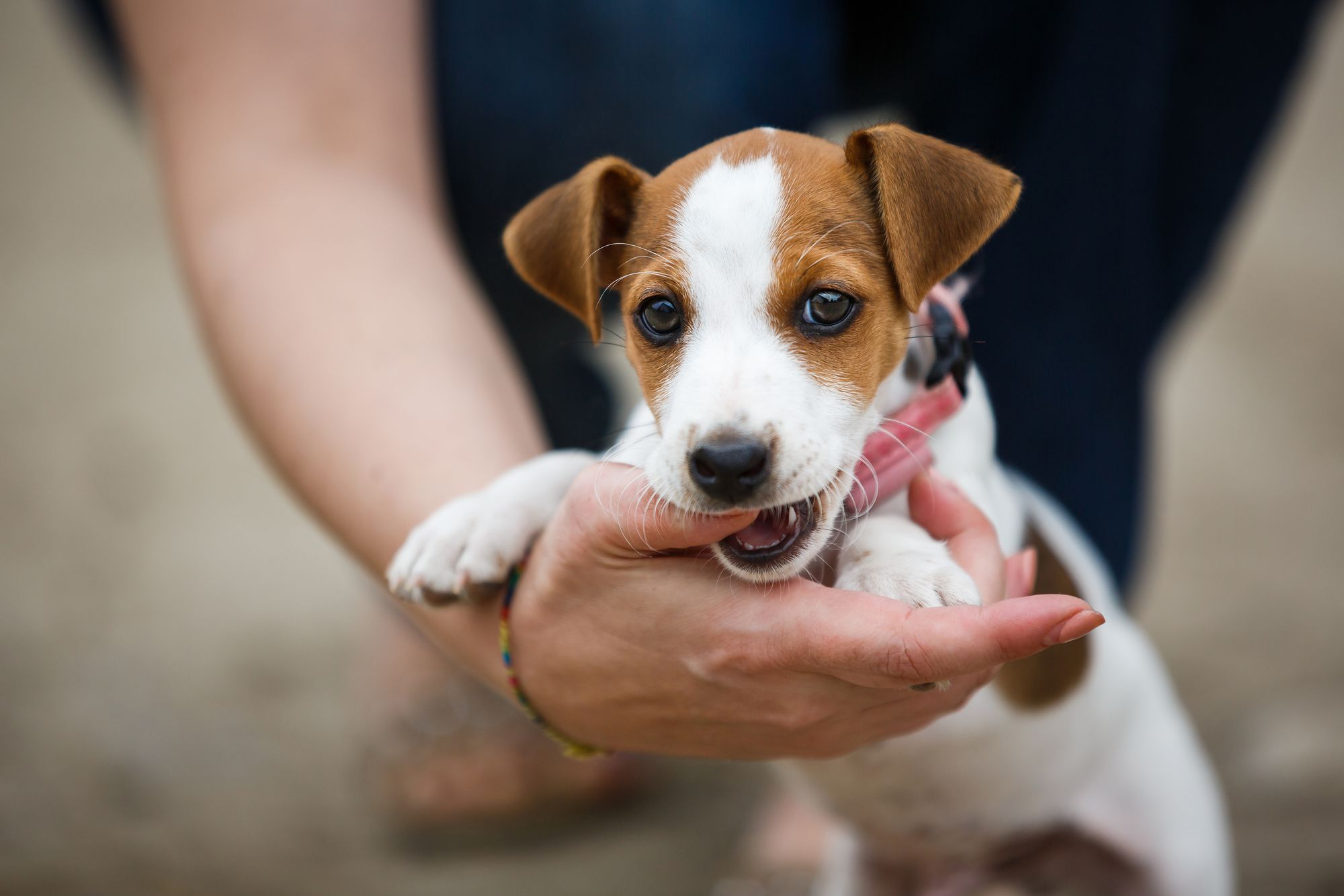 5 week old jack russell puppy